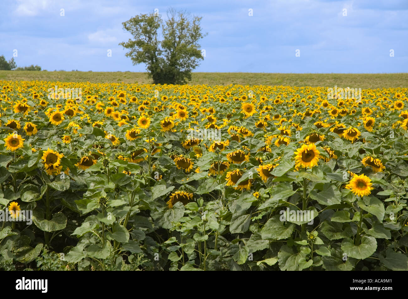 Sunflower field Milton Cambridgeshire Stock Photo Alamy