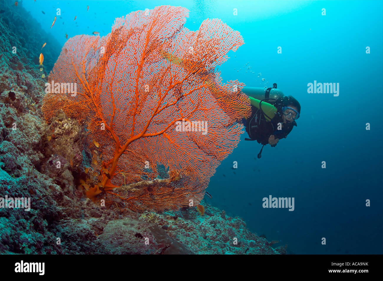 Diver behind a Gorgonia (Scleraxonia) Stock Photo