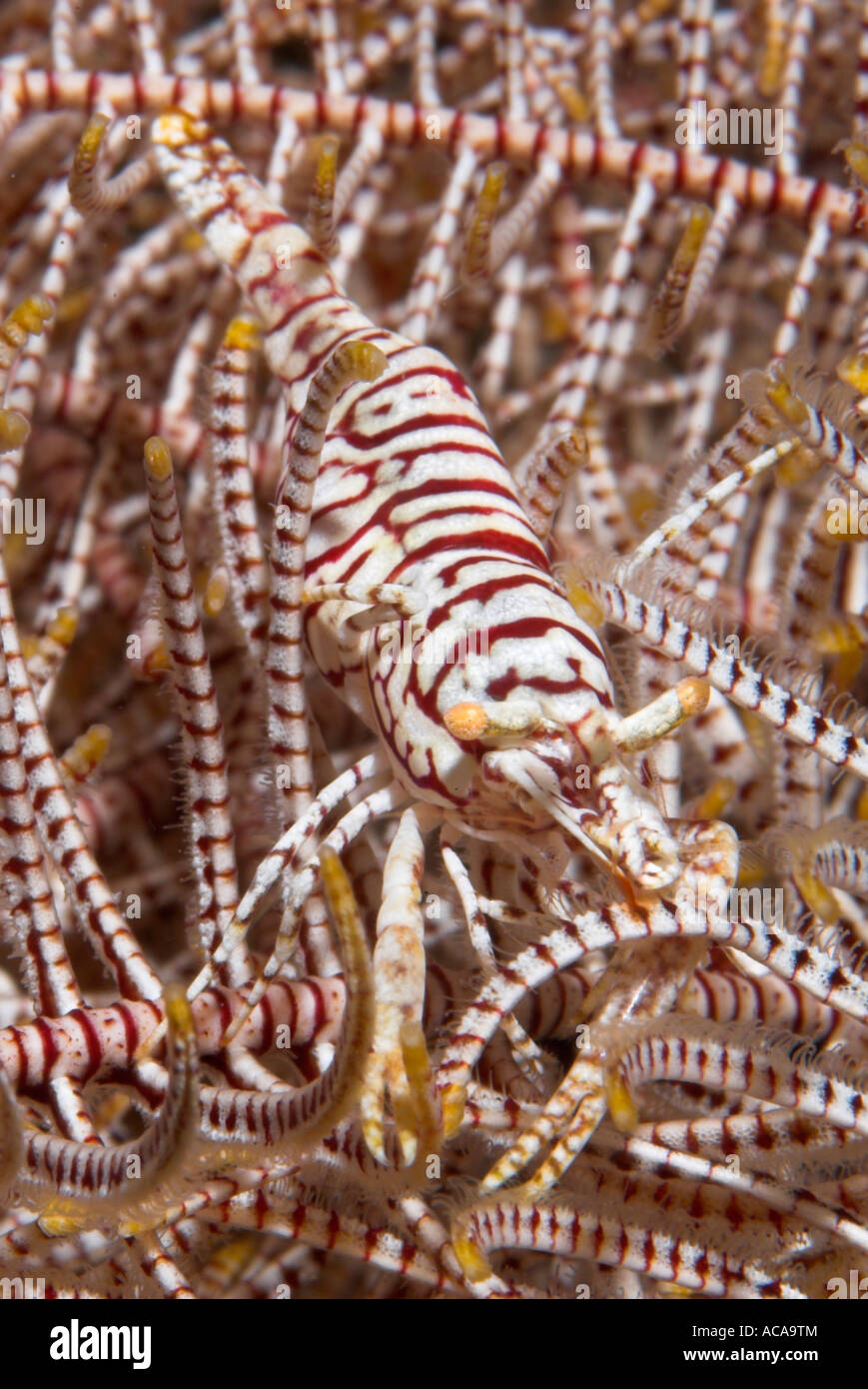 Crinoid Commensal shrimp, (Periclimenes cornutus), Philippines Stock Photo