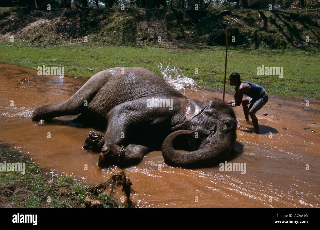 Domestic Indian elephant Elaphus maximus being washed by its mahout in the Charan Ganga river Bandavgarh NP Madhya Pradesh India Stock Photo