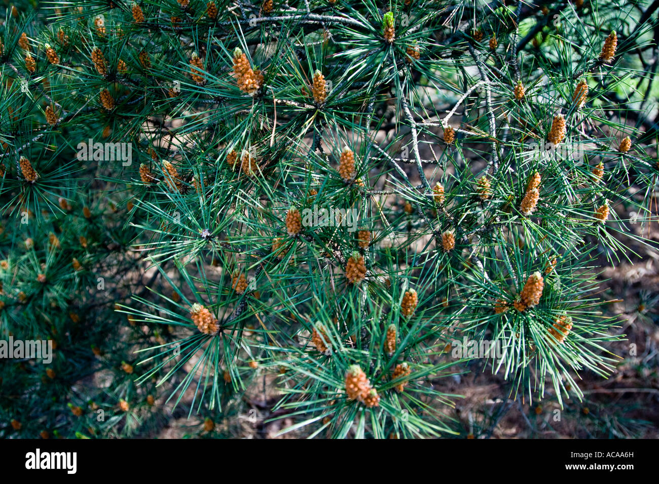 Pinus Densiflora Evergreen Pine Tree Korea Stock Photo