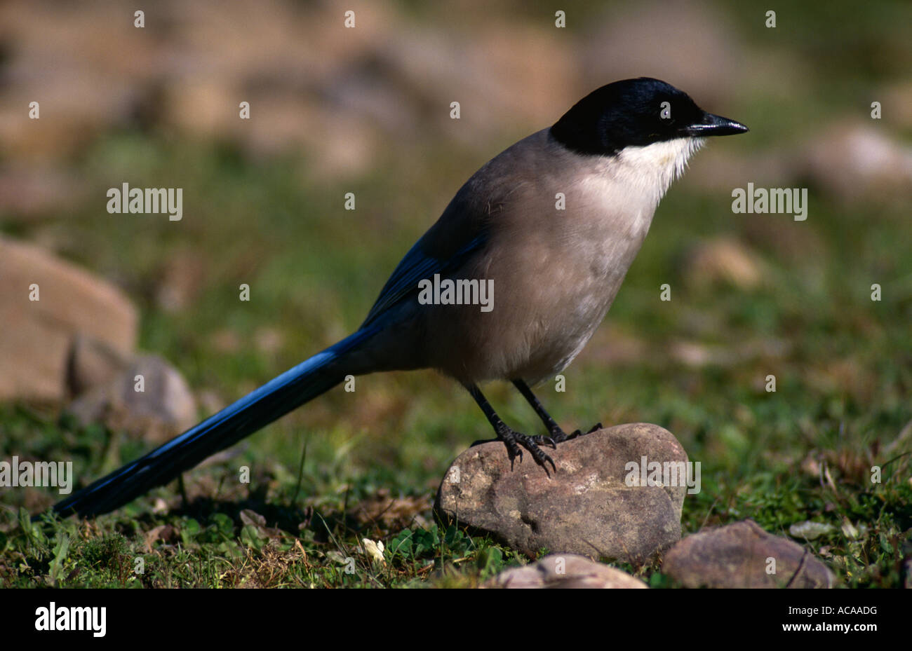 Azure winged magpie Cyanopica cyana Ciudad Real Spain Stock Photo - Alamy