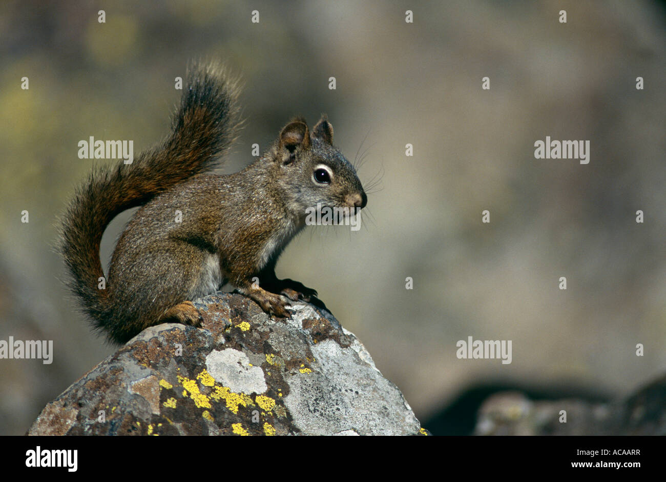 North american red squirrel in winter coat Tamiasciurus hudsonicus Yellowstone NP USA Stock Photo