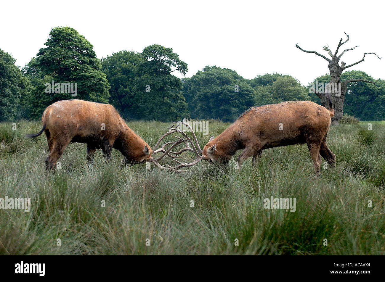 Pere David Hi-res Stock Photography And Images - Alamy