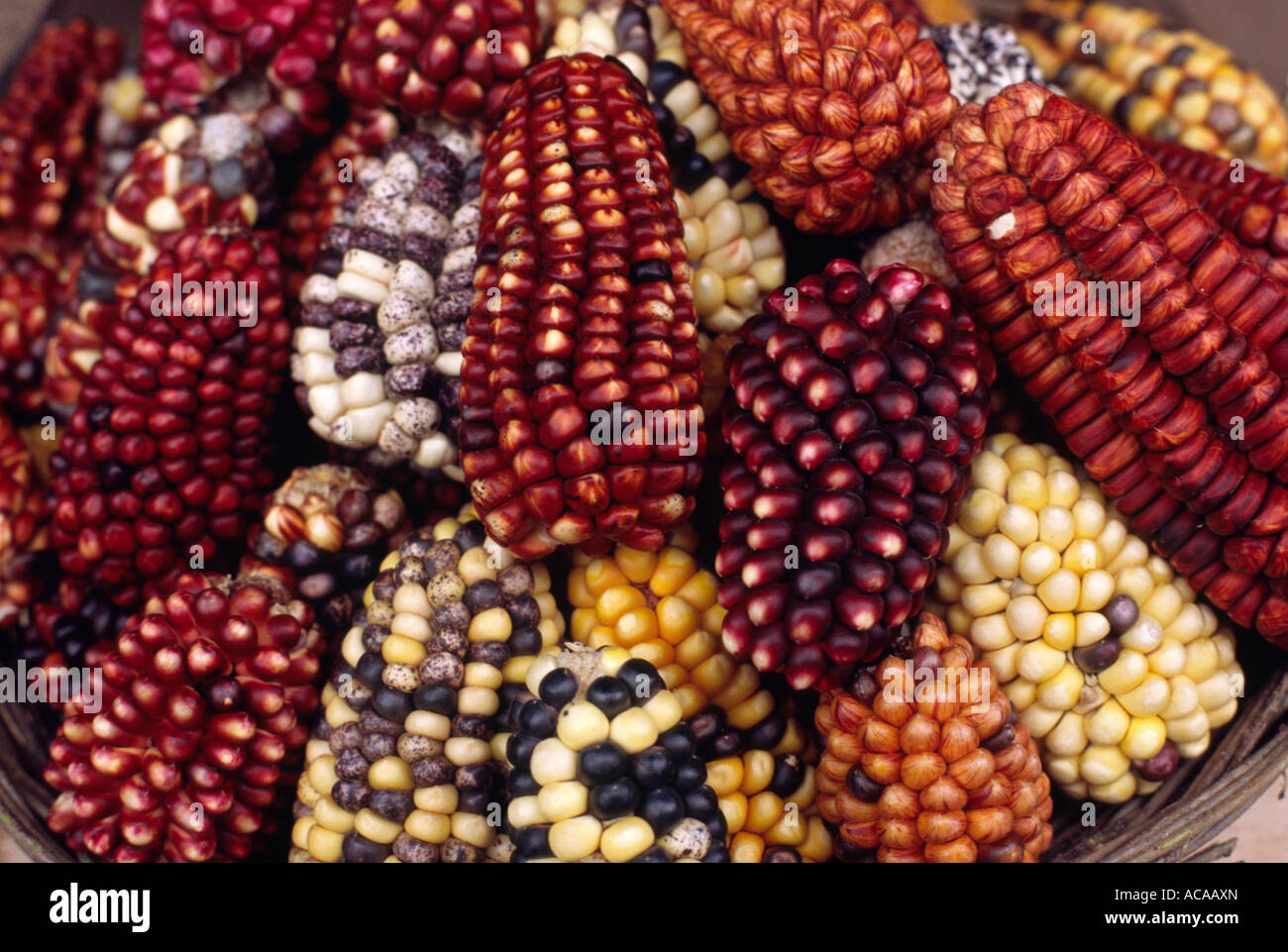 Andean maize - Pisac, Urubamba, PERU Stock Photo