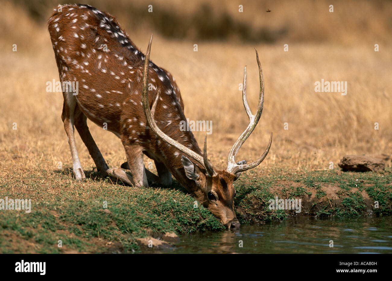 Kneeling deer hires stock photography and images Alamy