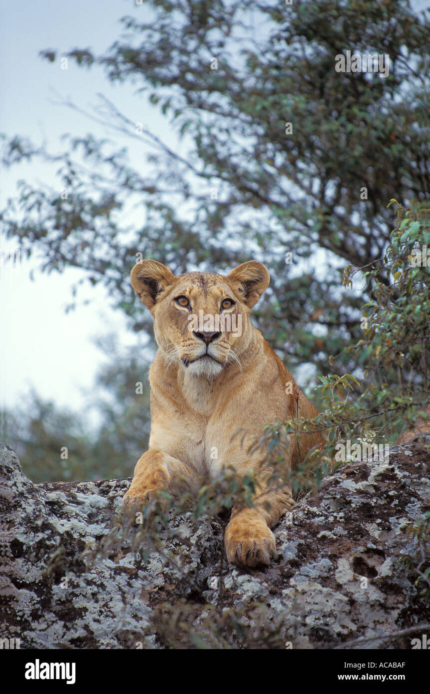 Lion rock africa hi-res stock photography and images - Alamy