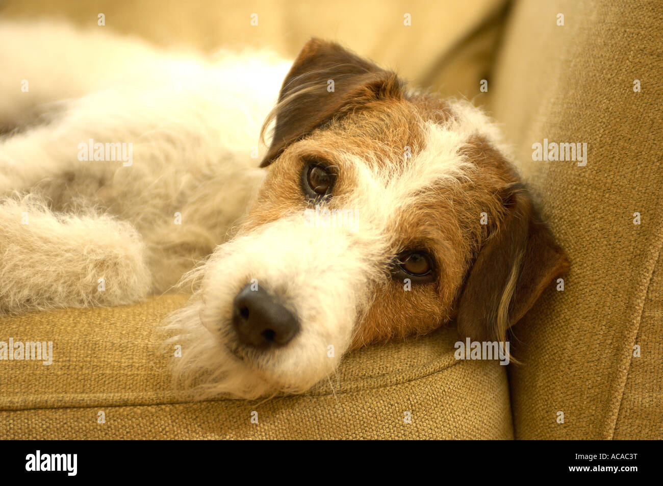 dog on sofa Stock Photo