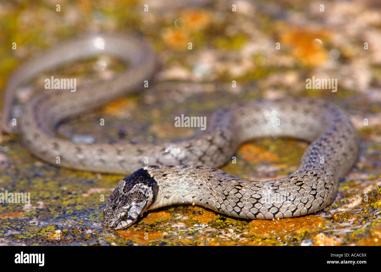 False snake hi-res stock photography and images - Page 2 - Alamy