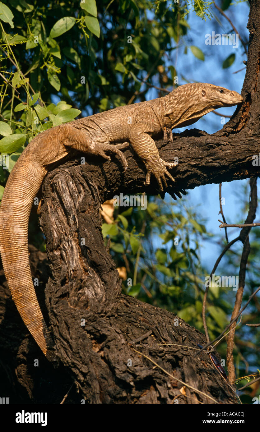 Bengal monitor lizard Varanus benghalensis in tree Keoladeo Ghana