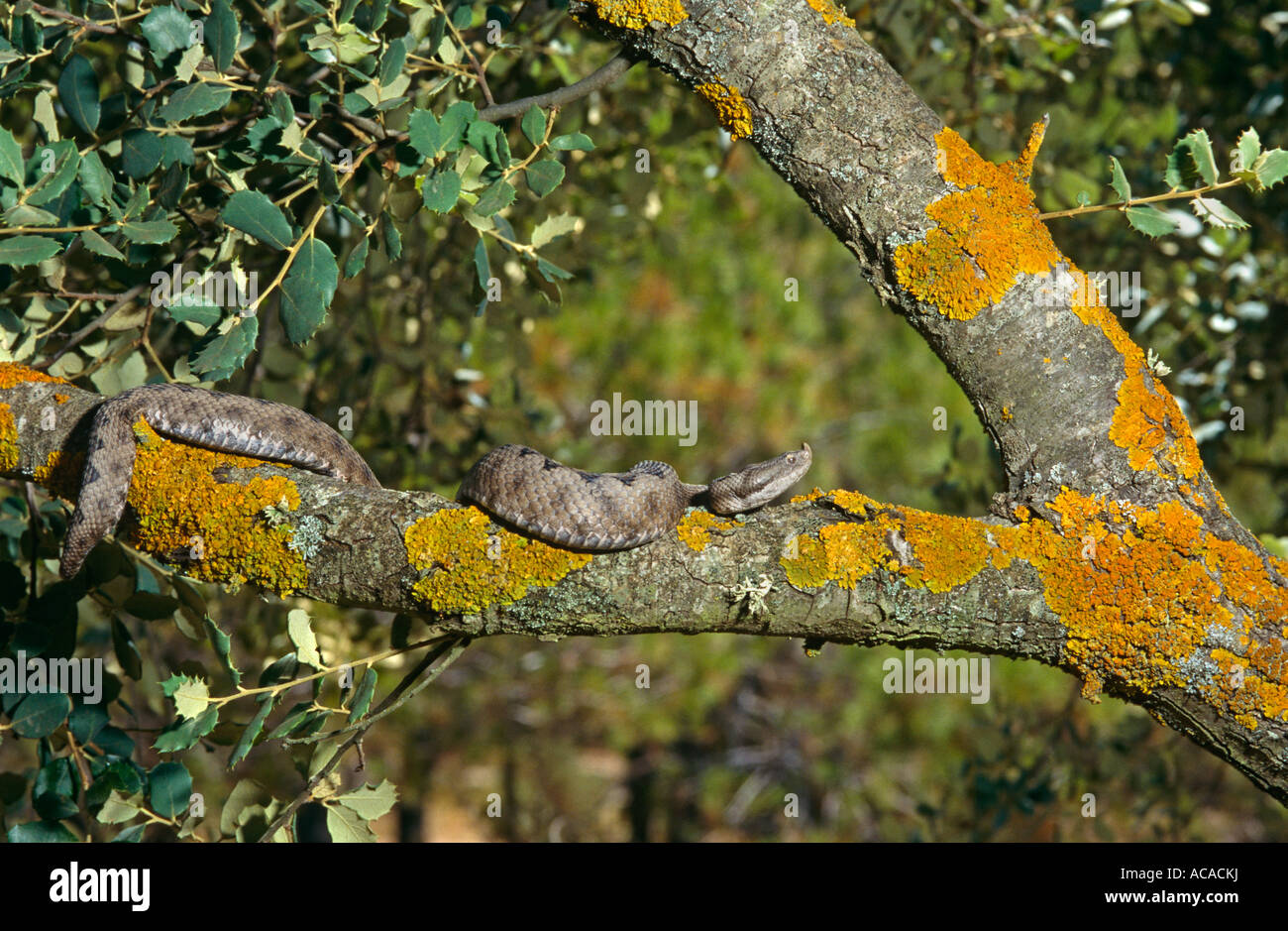 Lataste s viper Vipera latasti in arboreal habitat Font Roja NP Alicante Spain Stock Photo