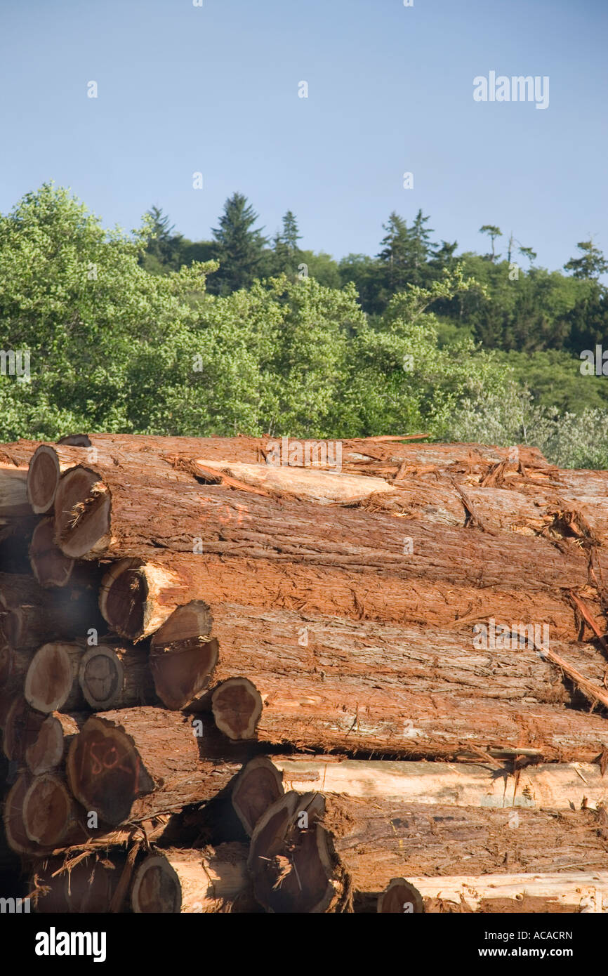 Redwood logs piled at lumber mill, Stock Photo