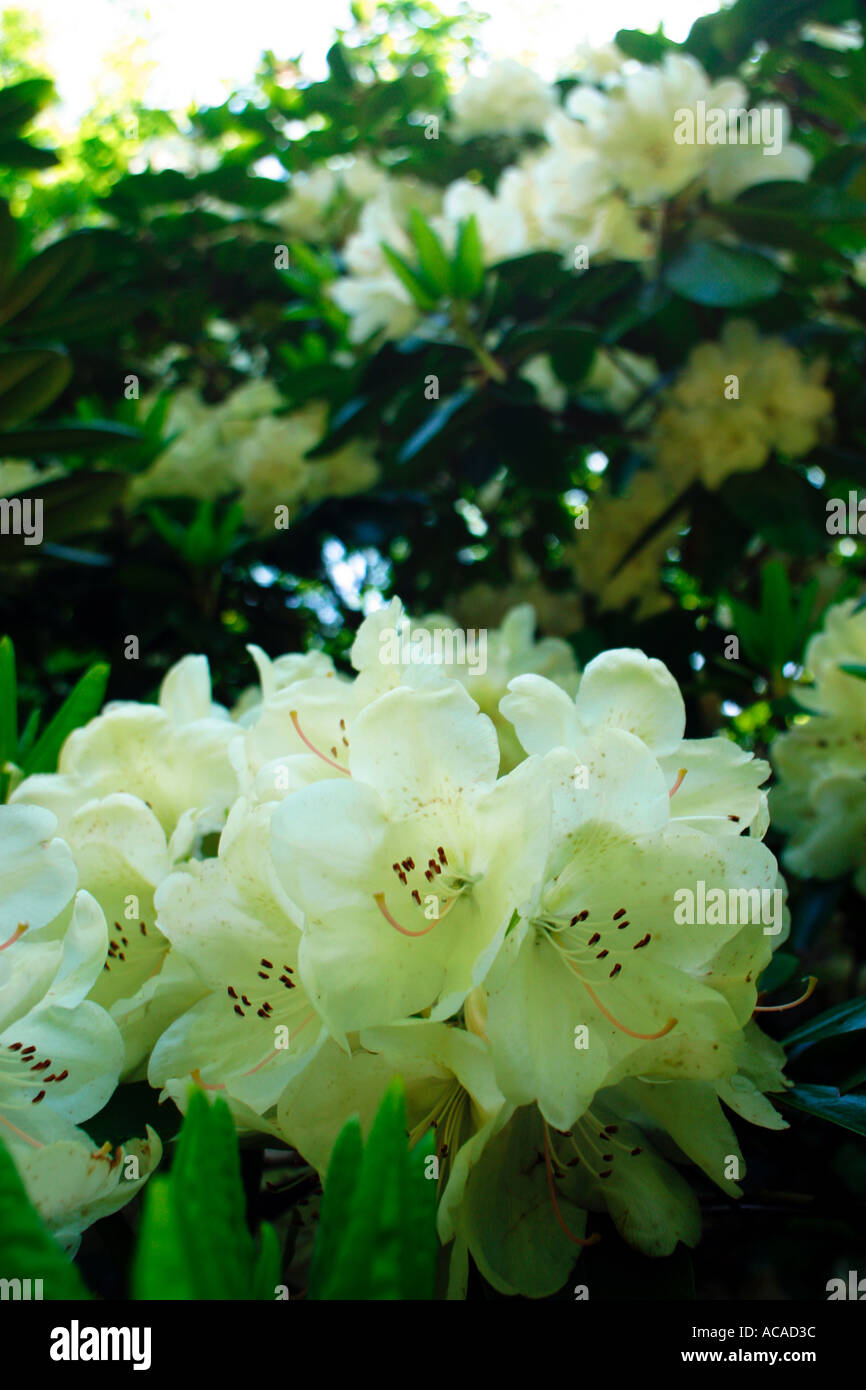 White rhododendron flowers at Sofiero Castle. Scania, Sweden, Europe Stock  Photo - Alamy