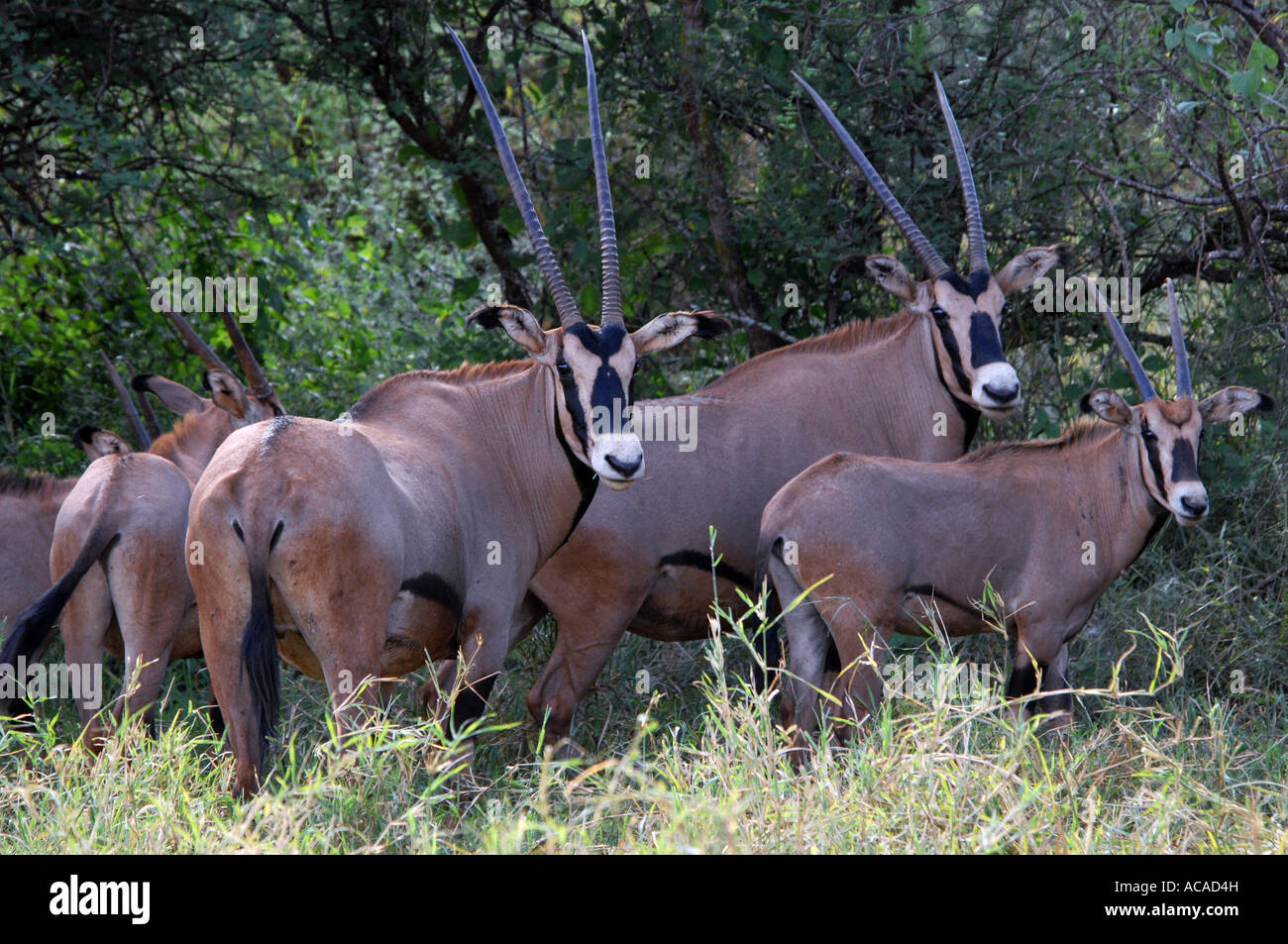 gemsbok-antelopes-oryx-gazella-tsavo-west-park-south-africa-stock