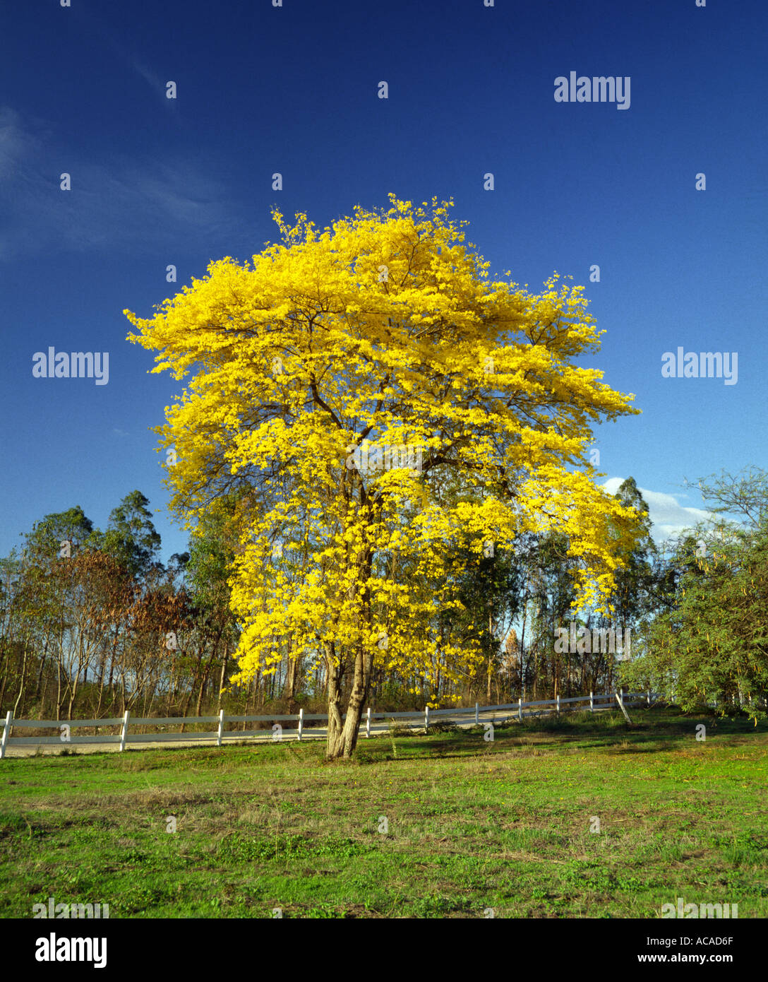 Landscape yellow flowers on guayacan Tabebuia chrysantha tree against blue sky Ecuador South America Stock Photo