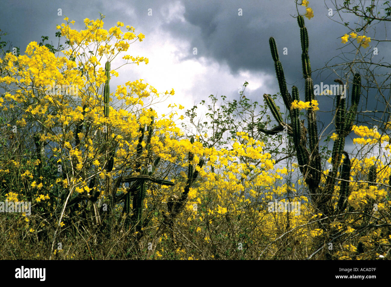 Landscape yellow guayacan Tabebuia chrysantha trees in bloom with candelabra cactus Cereus cartwrightianus Ecuador South America Stock Photo