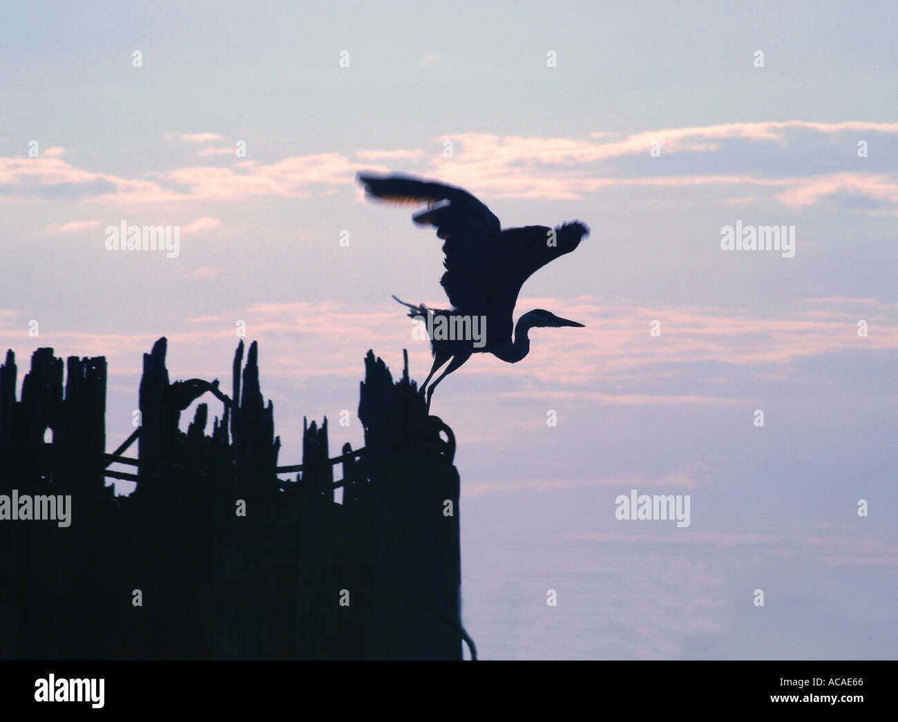prehistoric-flight-hi-res-stock-photography-and-images-alamy
