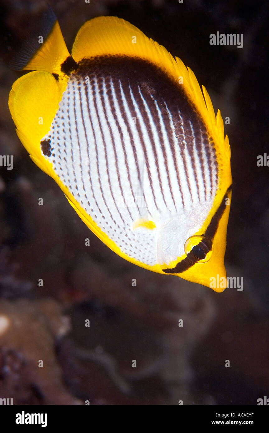 Black Barred Butterflyfish Chaetodon melannotus Yap Micronesia Pacific Ocean Stock Photo