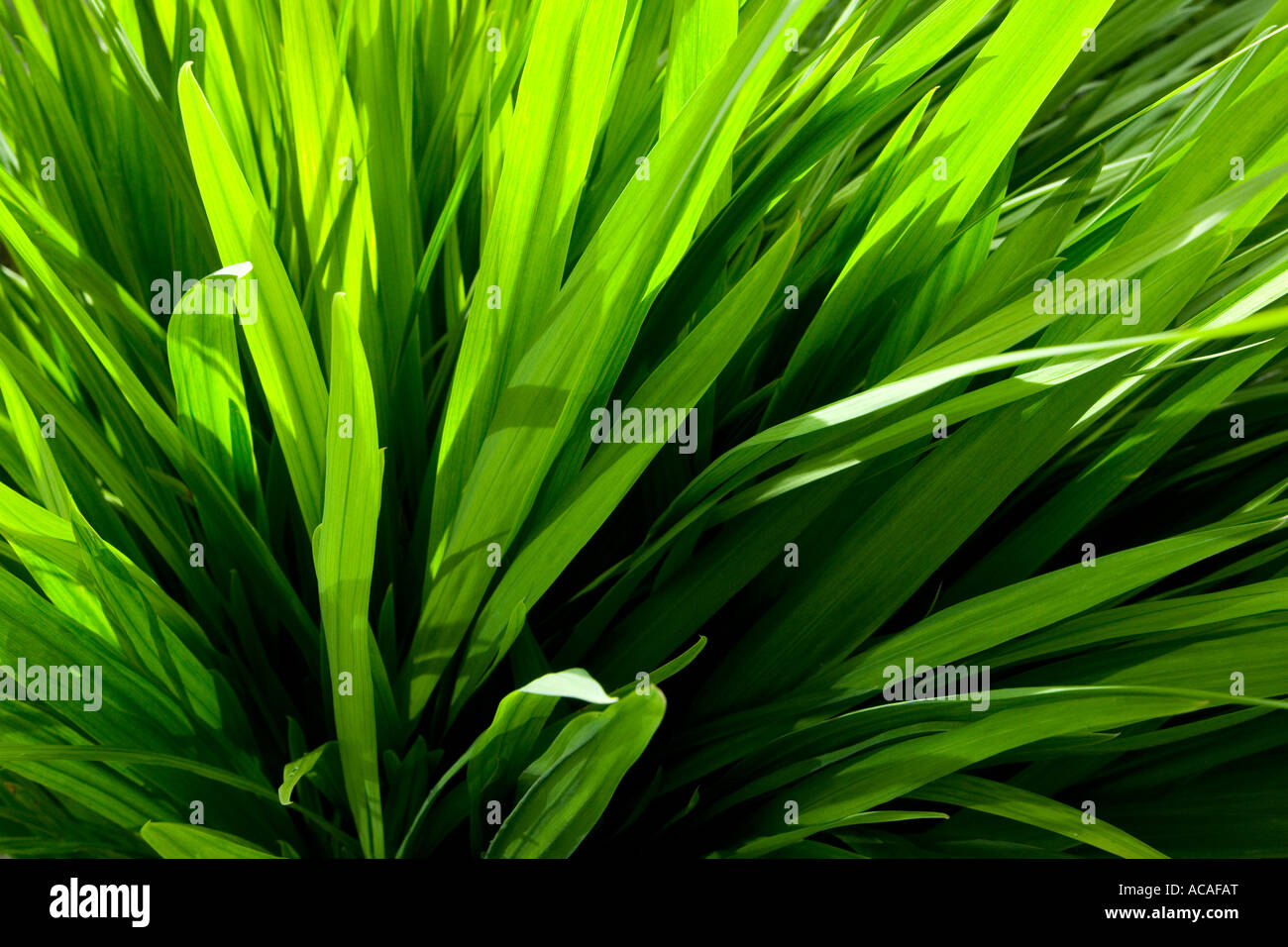 grasses, grass, plant, garden, green Stock Photo