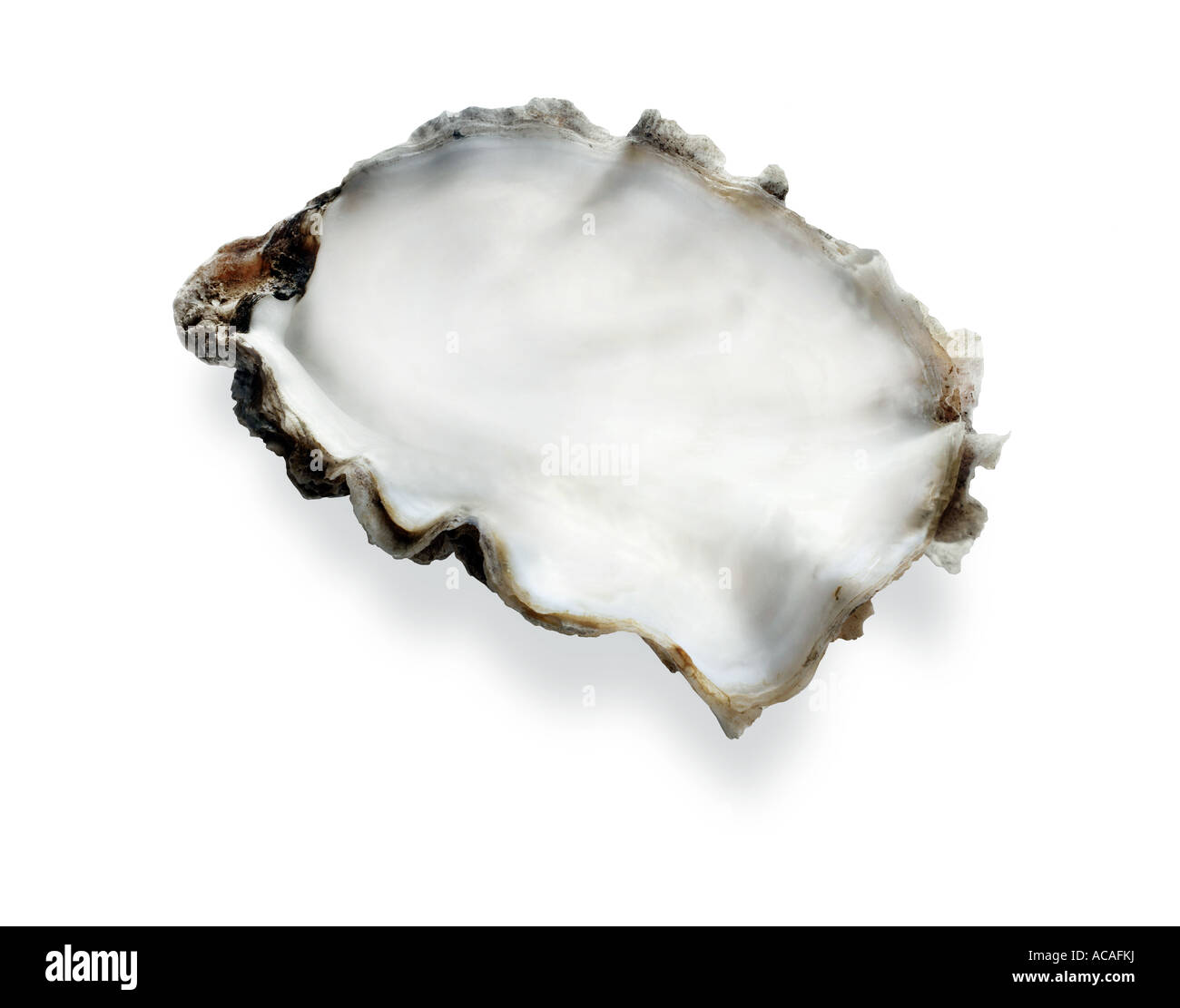 oyster shell, cut out, oyster, shell Stock Photo Alamy