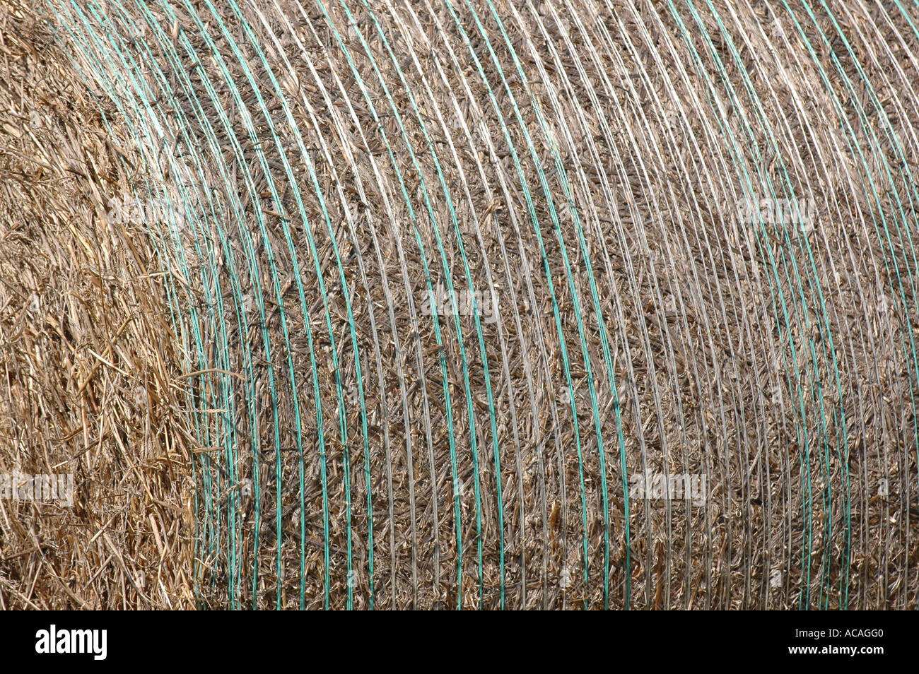 Round straw hay bale wrapped in blue mesh twine Stock Photo Alamy