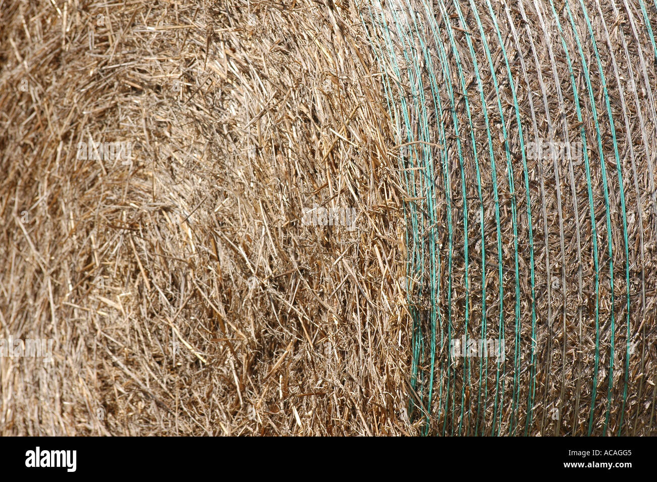 Round straw hay bale wrapped in blue mesh twine Stock Photo Alamy