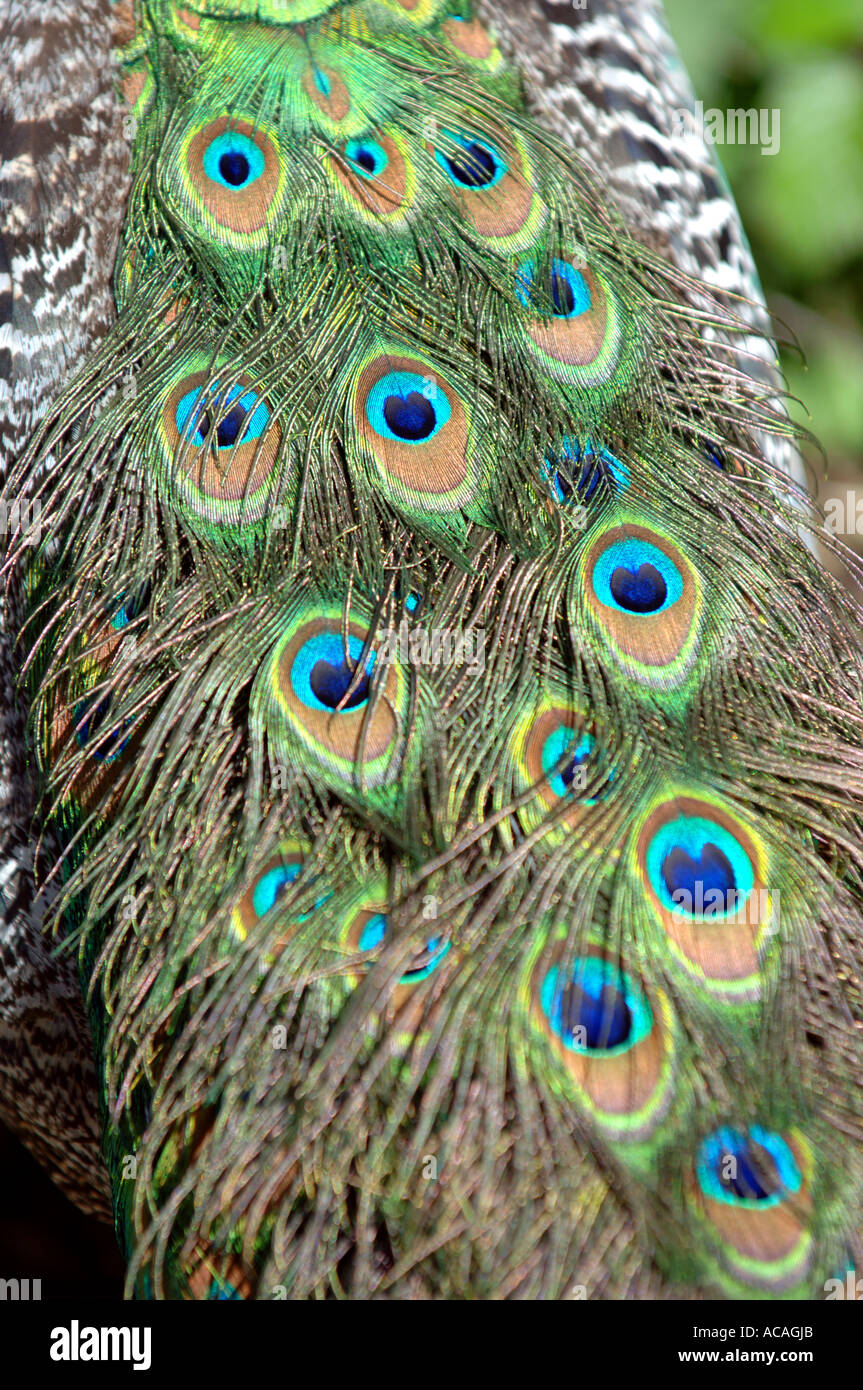 Peacock's tail feathers Stock Photo