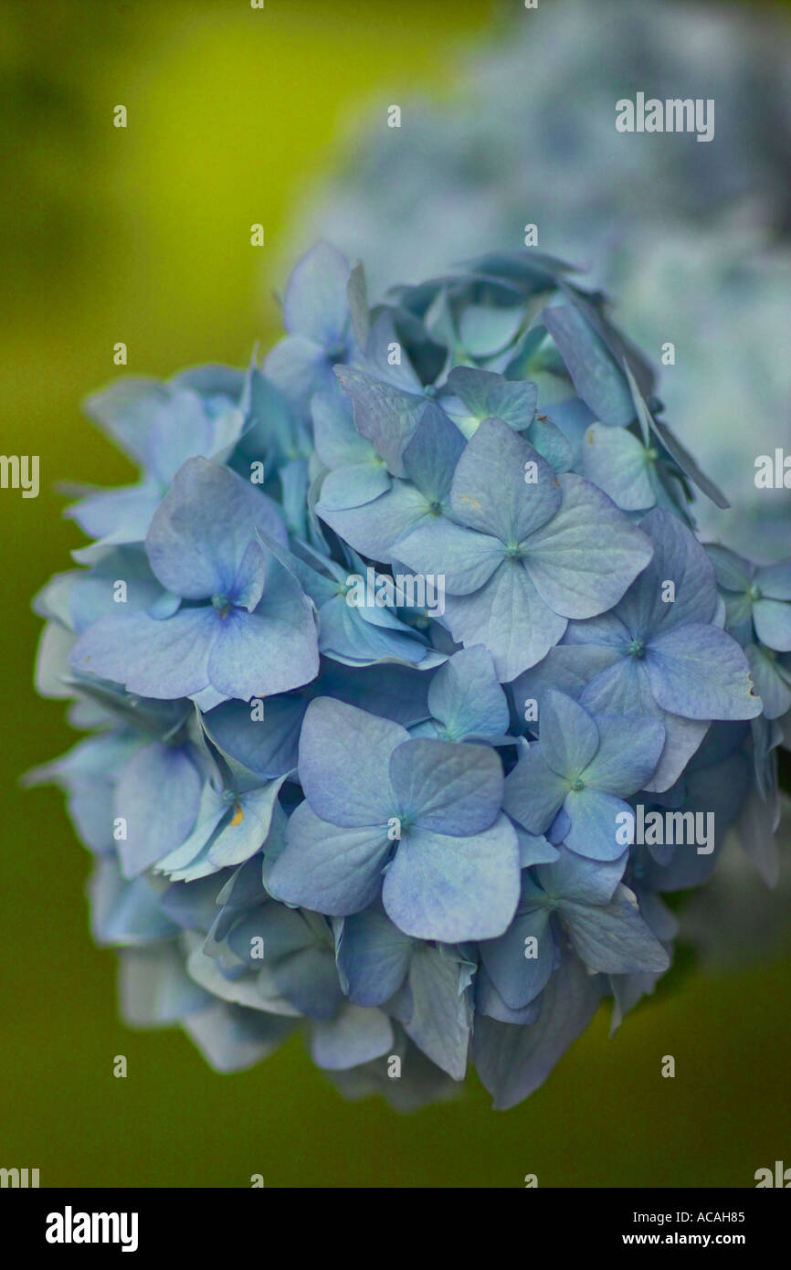 Blue Mophead Hydrangea Stock Photo - Alamy