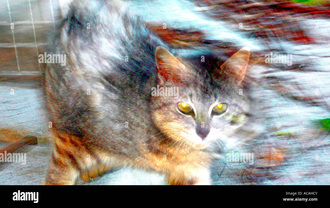 Feral domestic cat (Felis catus) Stock Photo