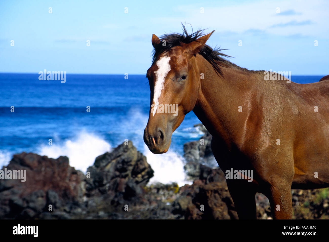 Horse head wild brown hi-res stock photography and images - Alamy