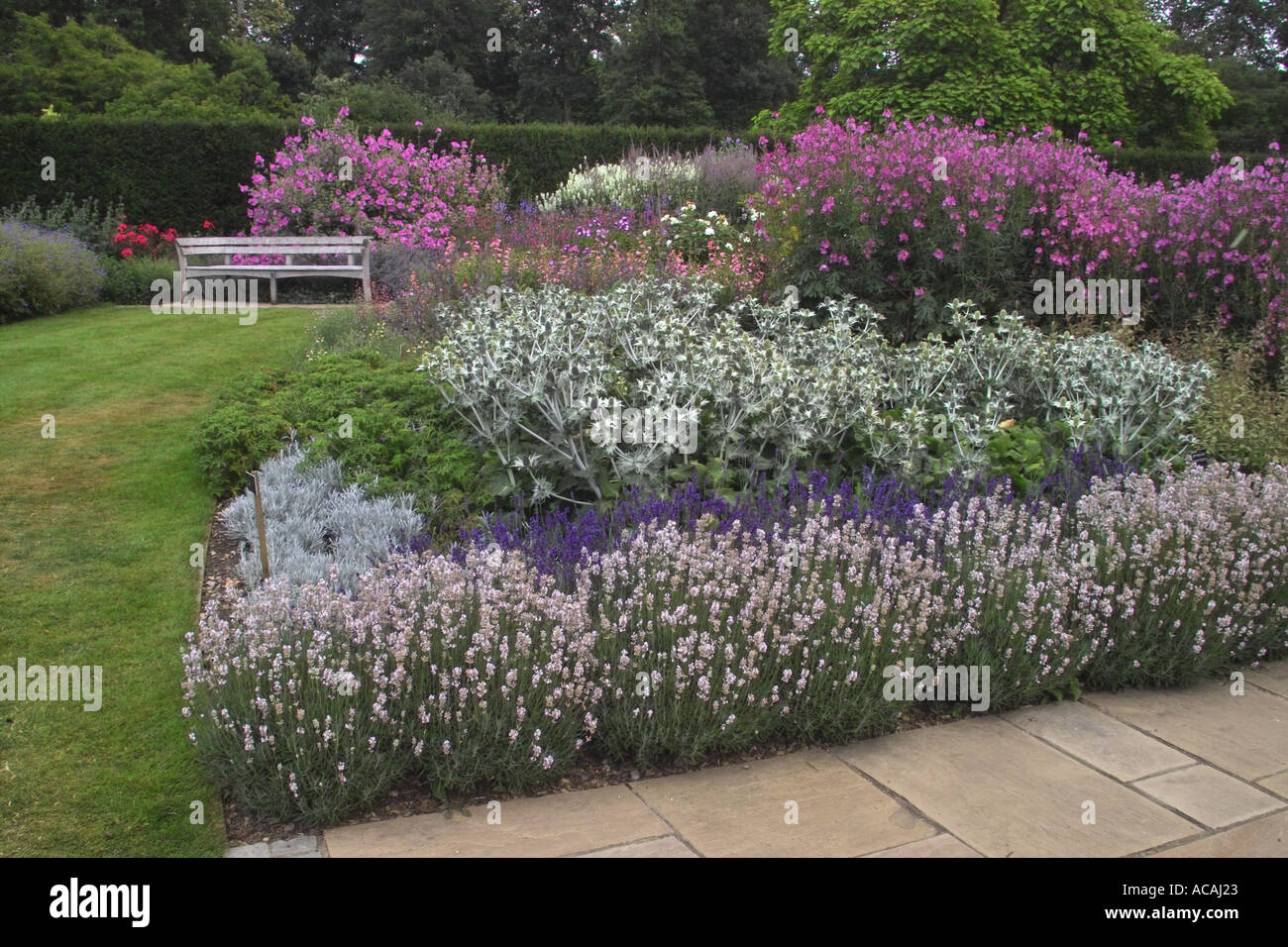 Summer Border Plants Stock Photo - Alamy
