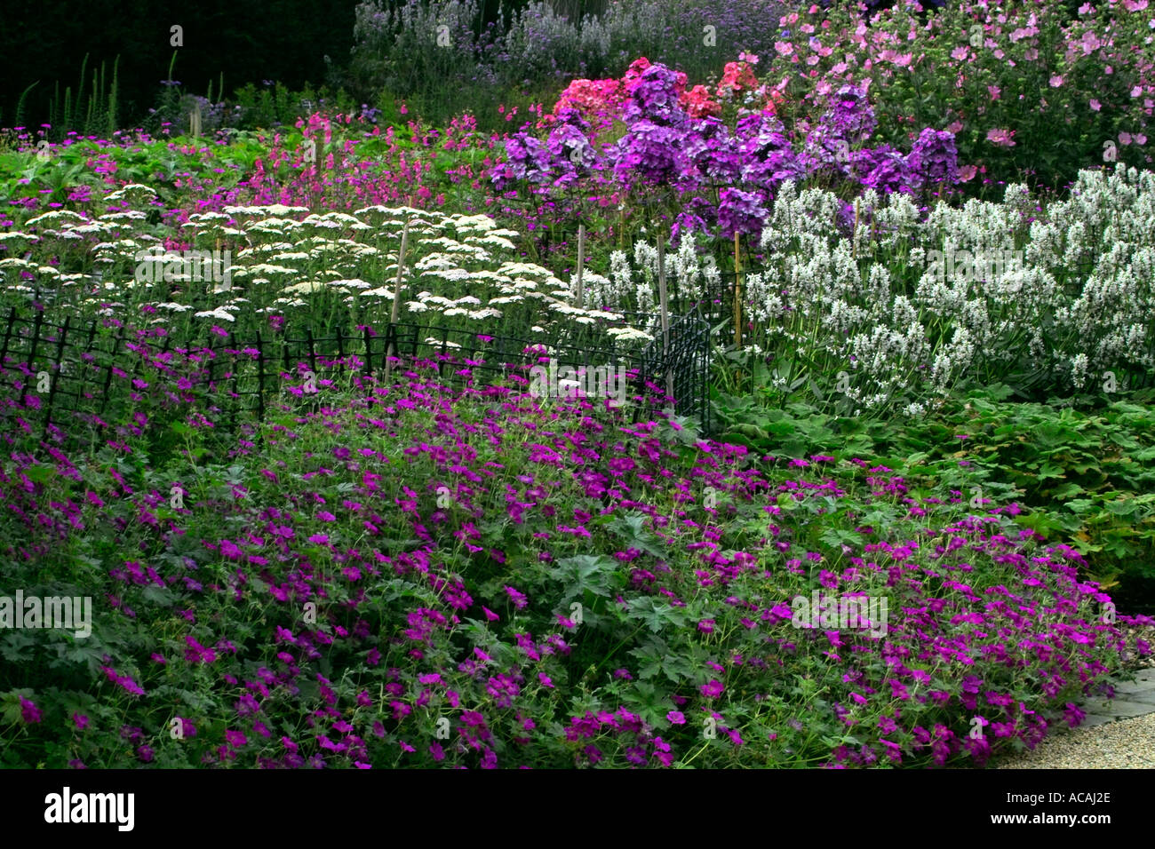 Perennial herbaceous plants hi-res stock photography and images - Alamy