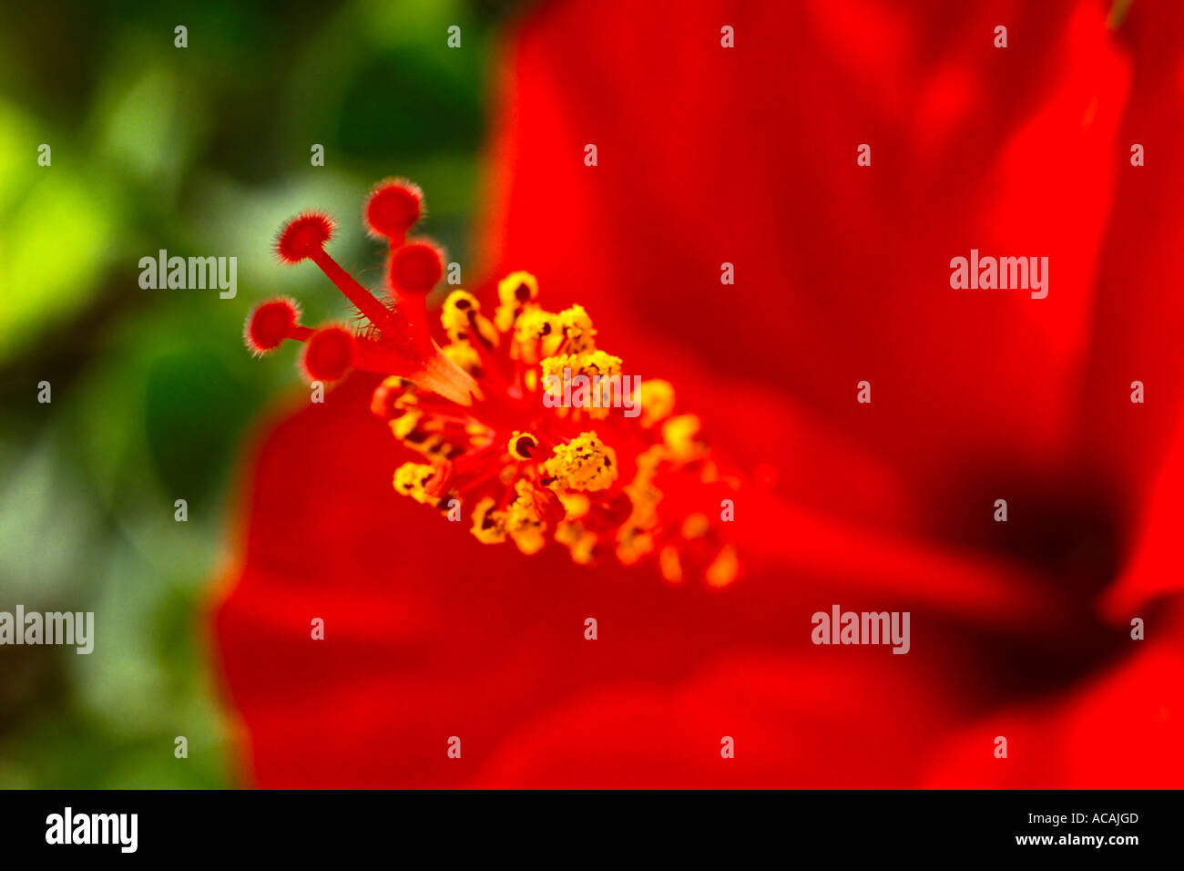 Red hibiscus macro hi-res stock photography and images - Alamy