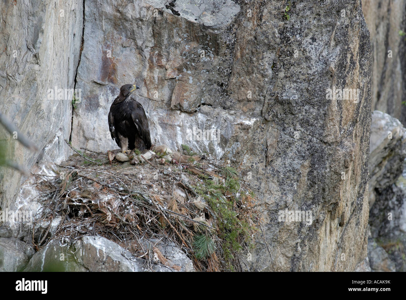 Golden Eagle (Aquila chrysaetos), Ten weeks old eagle on nest site with carcass, Tyrol, Austria Stock Photo