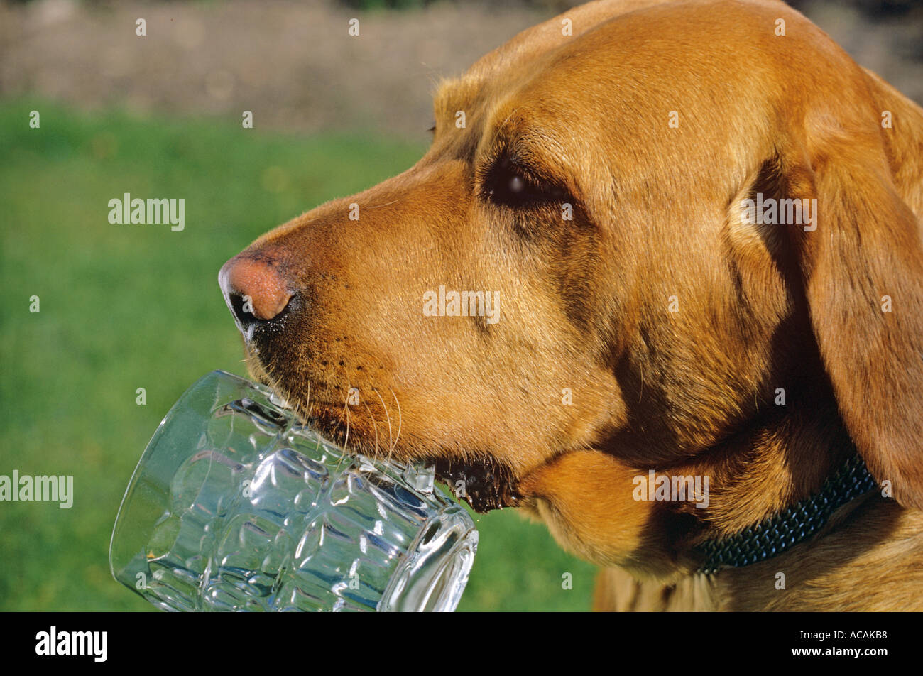 Faithful Labrador holds empty beer glass for its master in pub beer