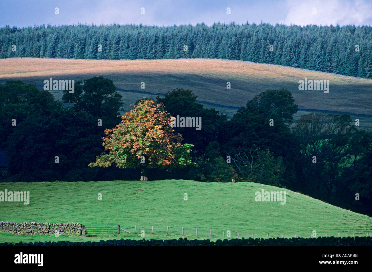 KIELDER FOREST TREE PLANTING Shaft of sunlight illuminates chestnut tree turning to autumn