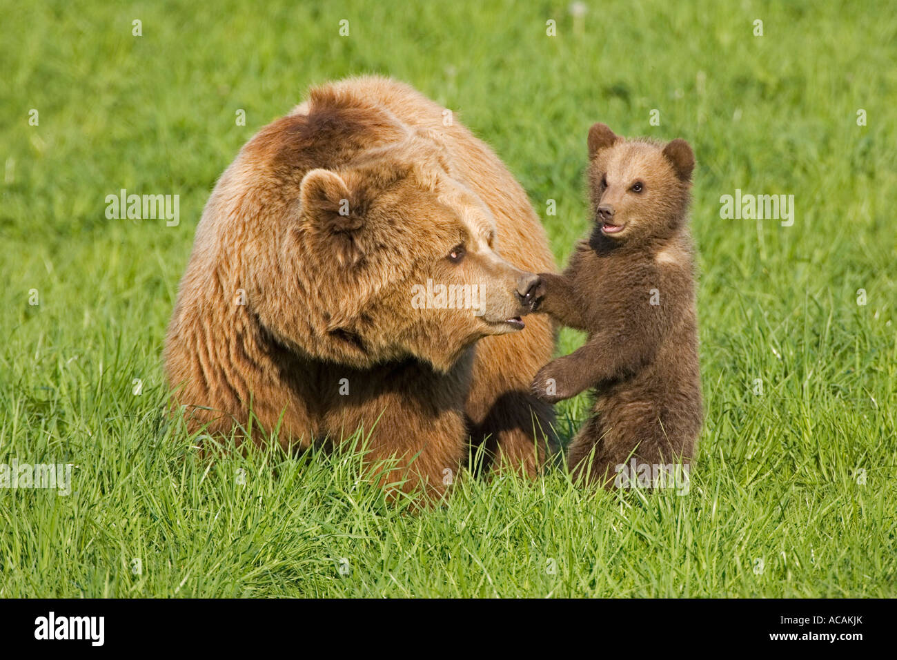 European Brown Bear mother with cub (Ursus arctos Stock Photo - Alamy
