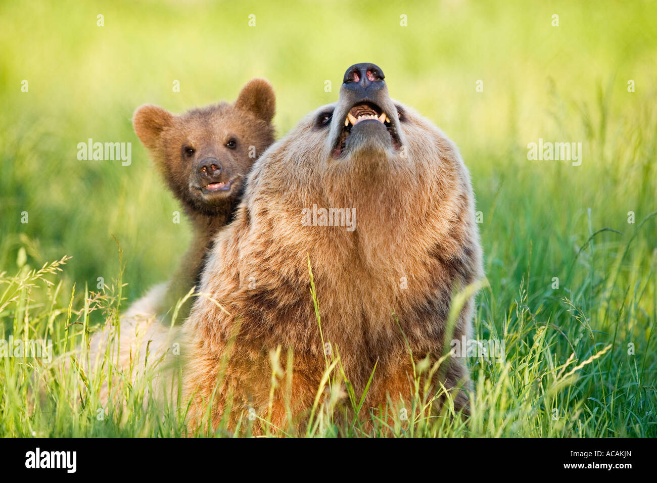 European Brown Bear mother with cub (Ursus arctos Stock Photo - Alamy