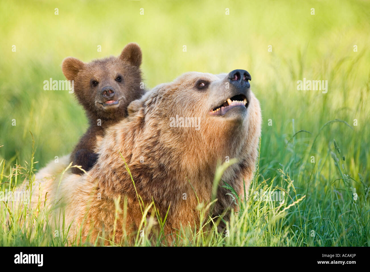 European Brown Bear mother with cub (Ursus arctos Stock Photo - Alamy