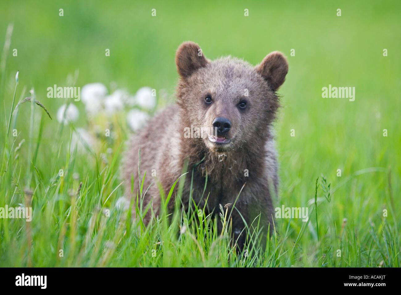 European Brown Bear cub (Ursus arctos) Stock Photo
