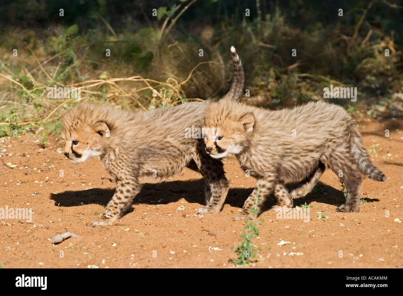 Cheetah cups (Acinonyx jubatus), Namibia, Africa Stock Photo