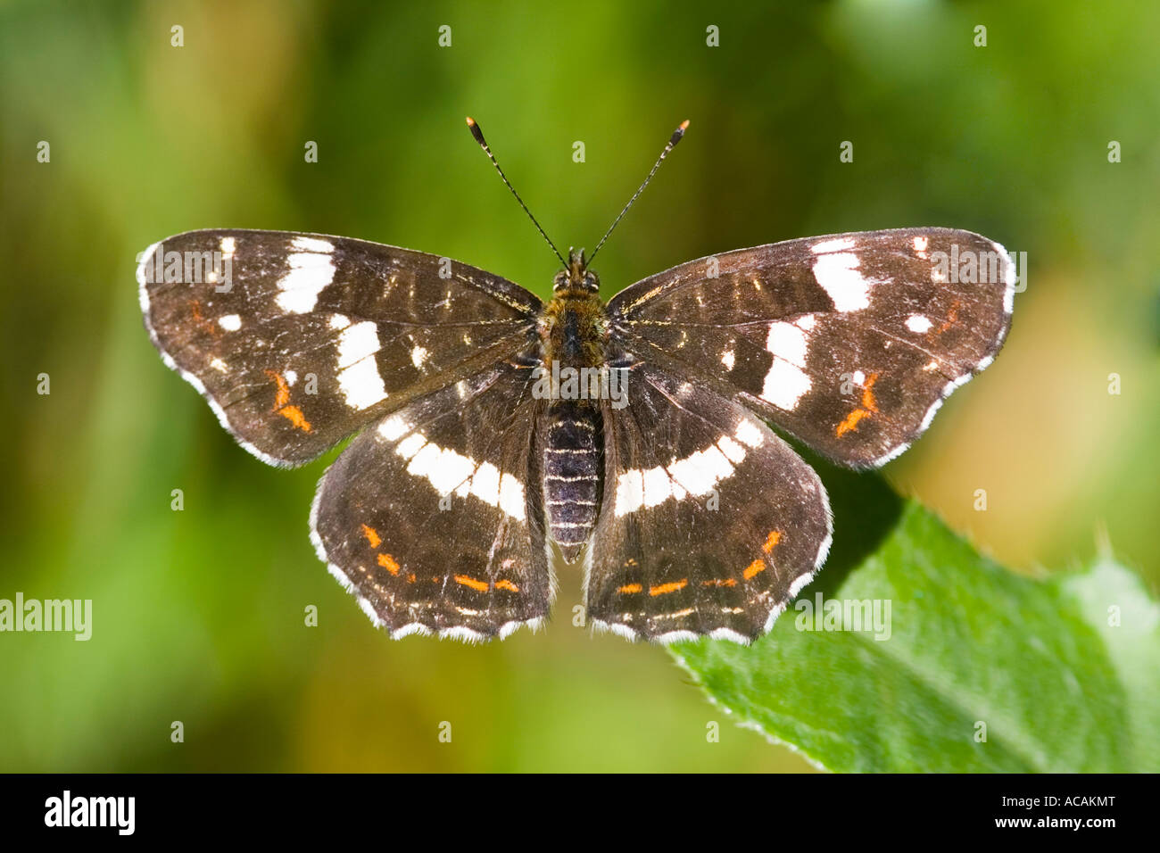 Map butterfly (Araschnia levana) Stock Photo