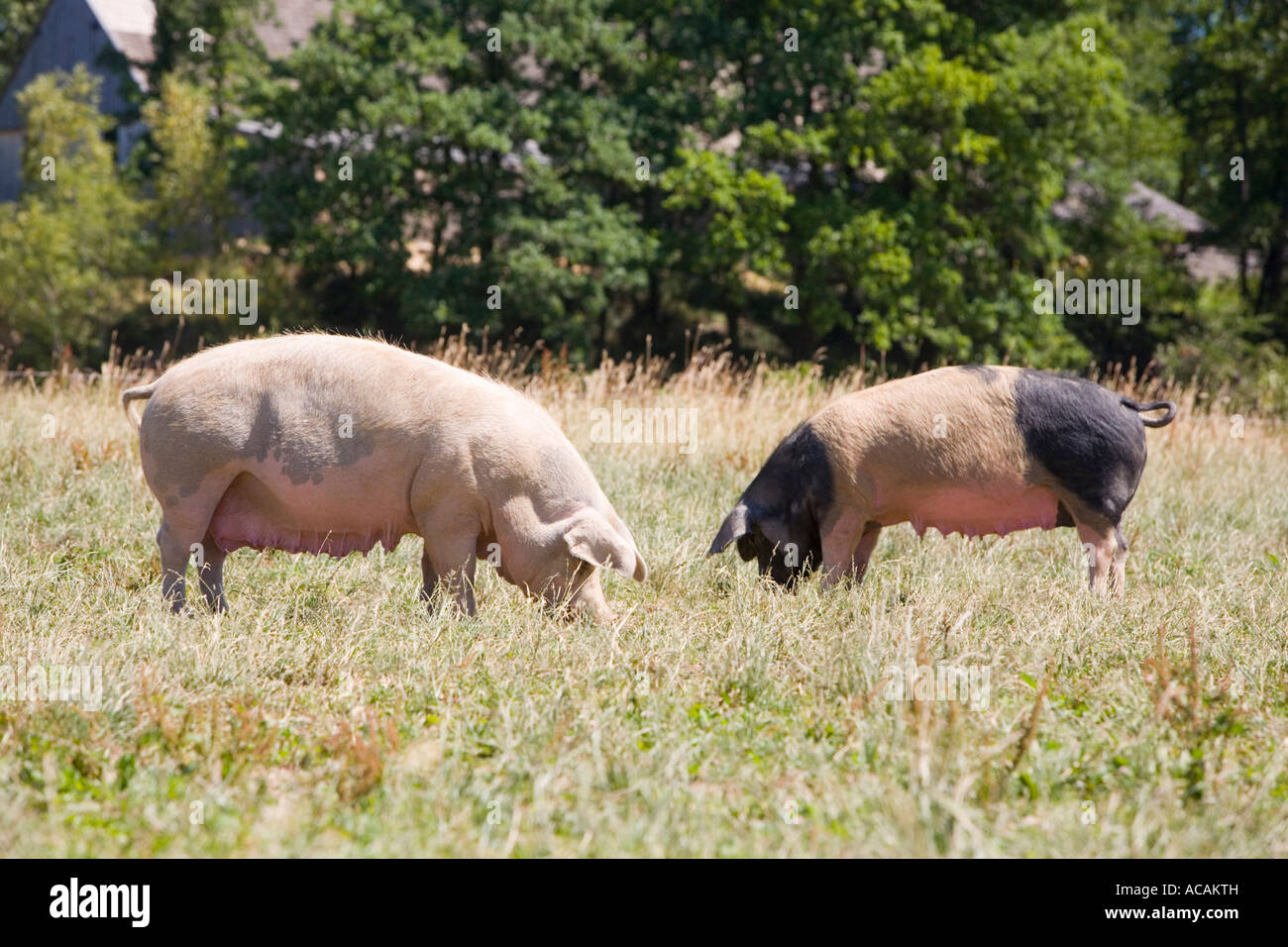 Pigs on a pasture Stock Photo