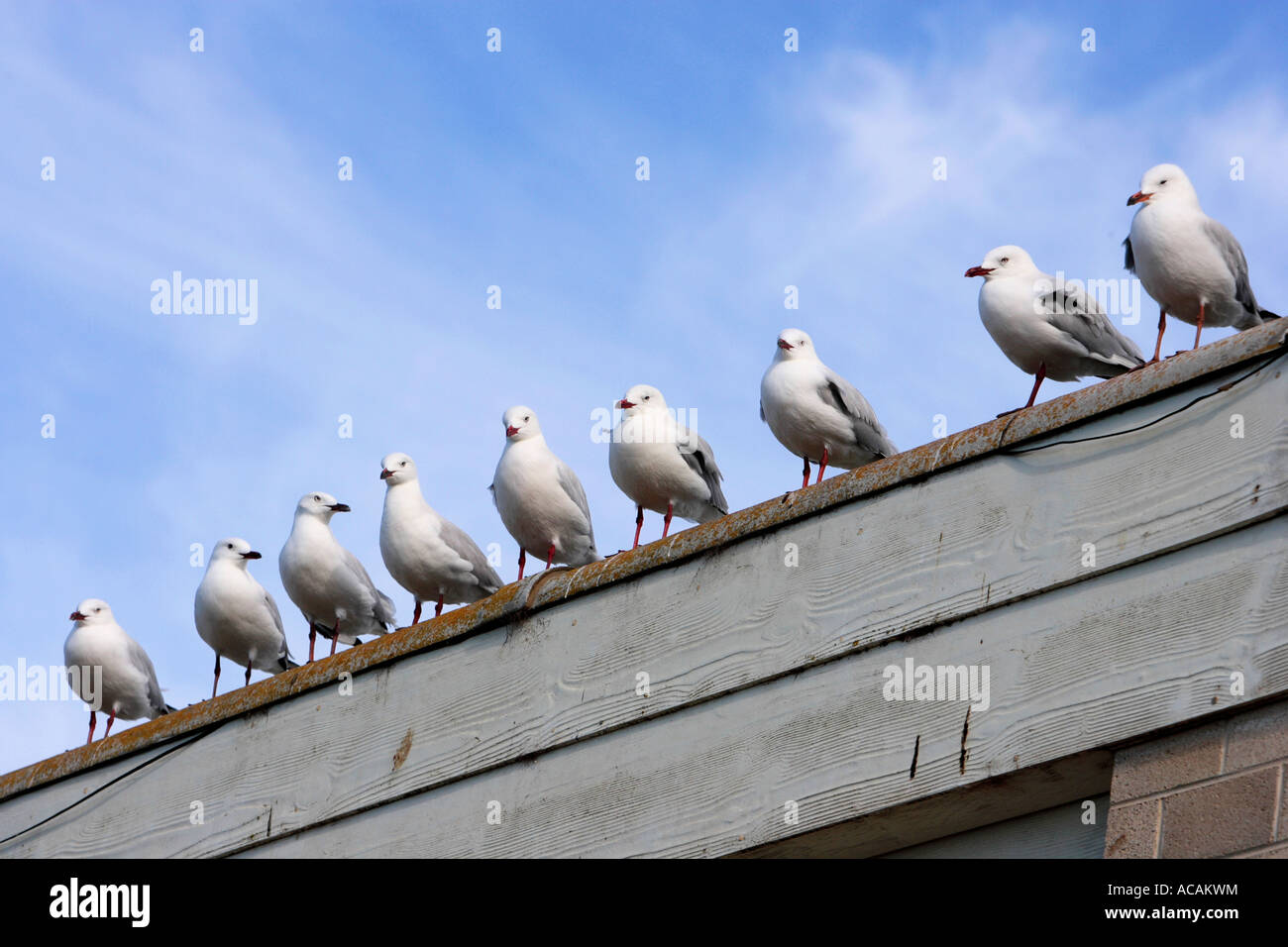 Black-headed gulls (Larus ridibundus) Sea gulls sitting in a row on a roof Stock Photo