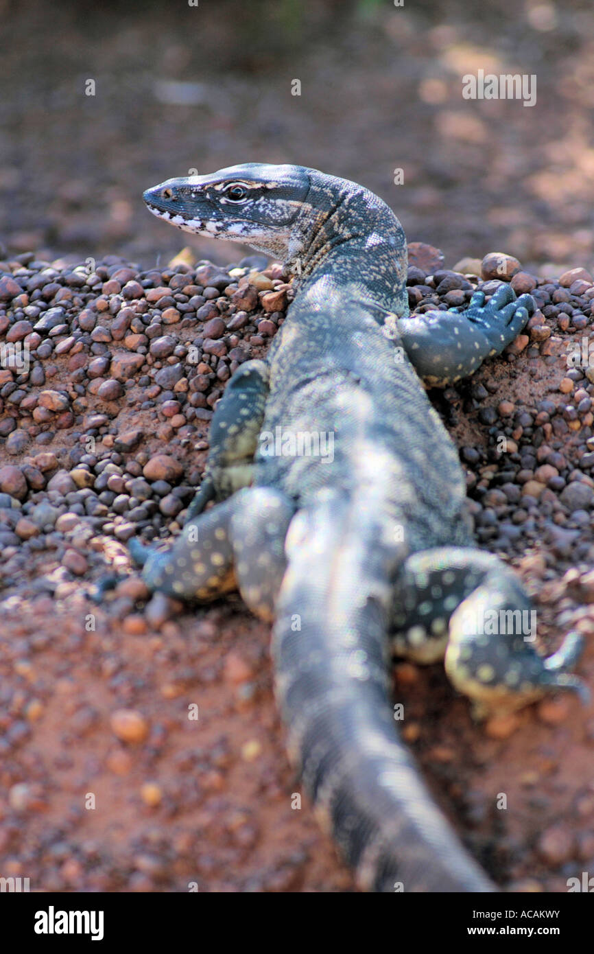 Monitor Lizard (Genus Varanus), Australia Stock Photo Alamy