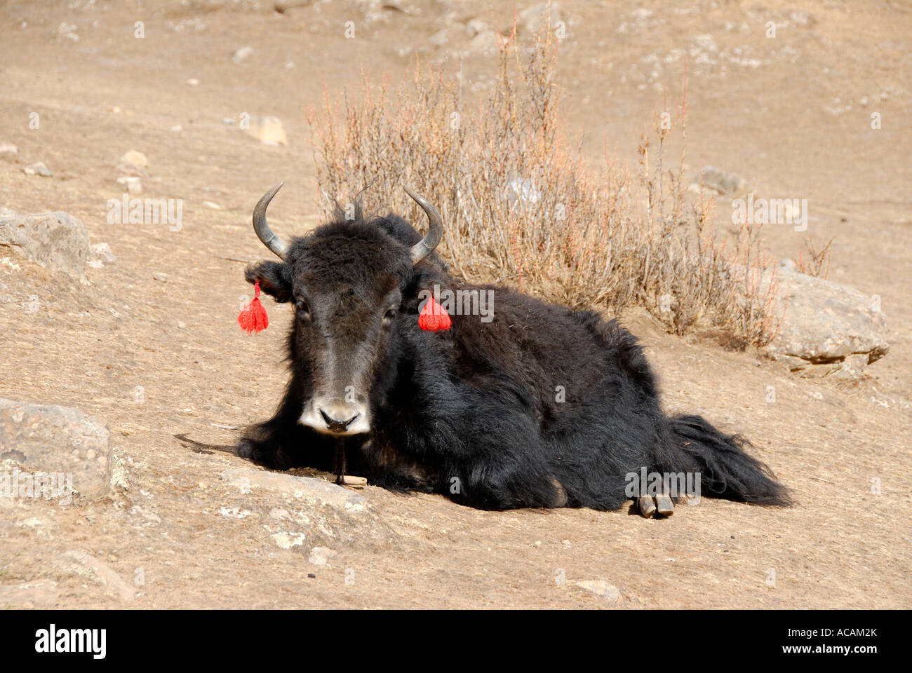 Yak with res tassels Reting monastery Tibet China Stock Photo