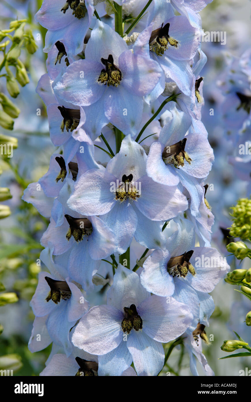 Delphinium garden hi-res stock photography and images - Alamy