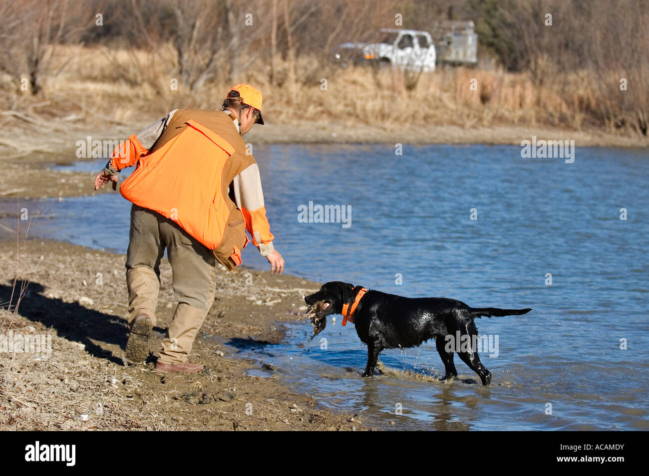 Black Labrador Retriever Making Water Retrieve Back to Handler During Upland Bird Hunt Greystone Castle Texas Stock Photo