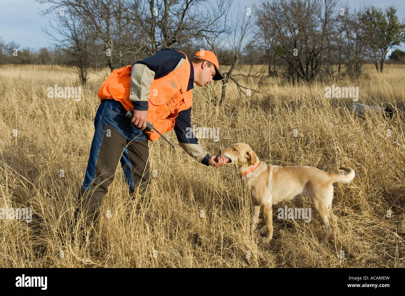 Yellow Labrador Retriever Retrieving Bobwhite Quail to Handler During