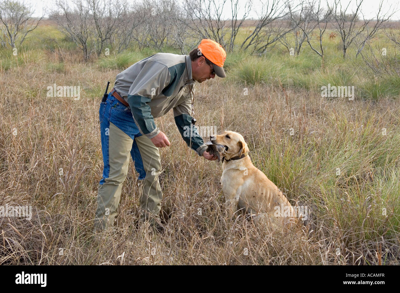 Yellow Labrador Retriever Retrieving Wild Bobwhite Quail to Handler Ronnie Smith During Upland Bird Hunt Mariposa Ranch Texas Stock Photo